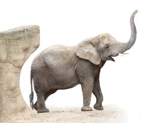 słoń z uniesioną trąbą